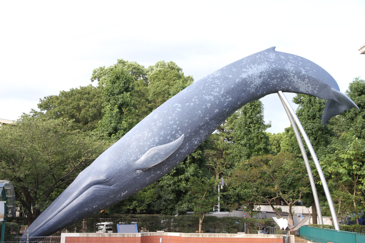 シロナガスクジラ